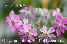 旬のブレンド「桜草」