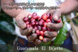 グアテマラ　エル・インヘルト（中深煎り）